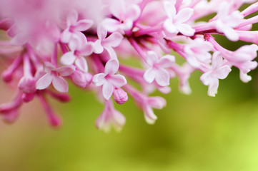 closeup  violet spring  lilac flowers. natural floral background