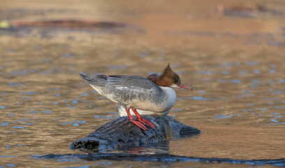 gänse im fluß