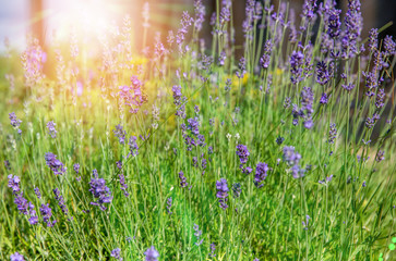 Lavender illuminated by sunlight