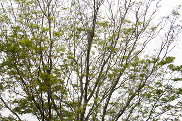 branch of treetop and sky ,white background of treetop