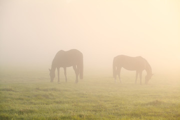 Fototapeta na wymiar horses grazing on foggy pasture