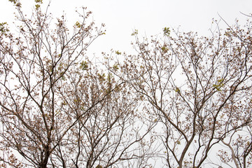 branch of treetop and sky ,white background of treetop