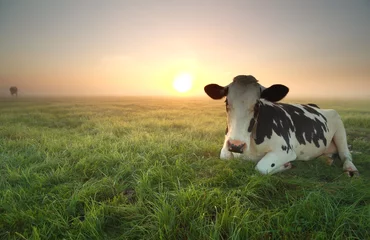 Photo sur Aluminium Vache vache détendue au pâturage au lever du soleil