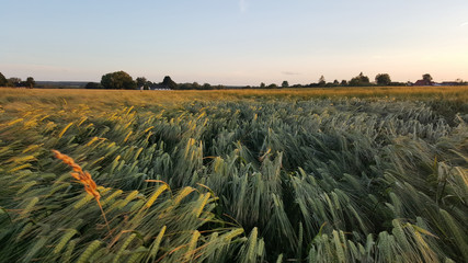 Nordic field - summer evening