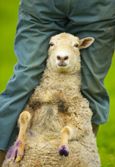 Shepherd Treating Ewe for Footrot