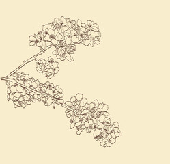 Sketch of tree flowers. Hand drawn blossom. Spring theme abstract decorative background vector illustration.