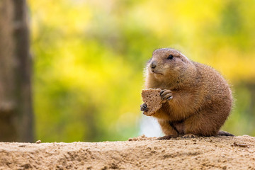 Prairie dog eating bread