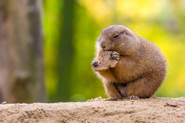 Prairie dog eating bread