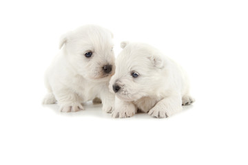 West Highland White Terrier puppies