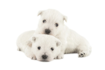 West Highland White Terrier puppies