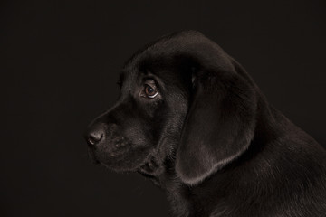Labrador Retriever black puppy isolated on black background