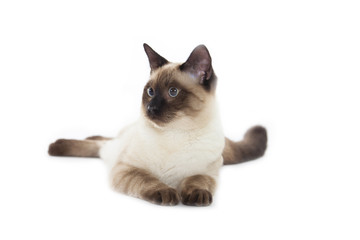 Siamese cat