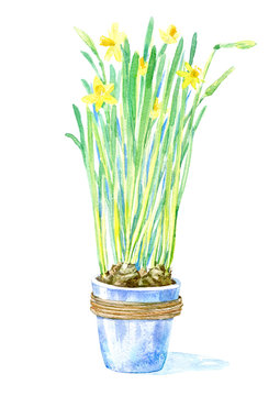 Yellow daffodil in a flowerpot. Picture of a narcissus. Watercolor hand drawn illustration.