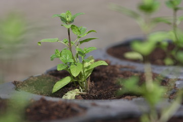 pfefferminze pflanzen im  glashaus