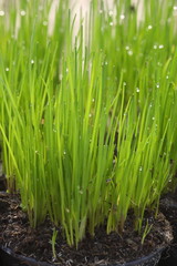 Fototapeta premium junger schnittlauch im topf mit wassertropfen