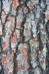 Текстура дерева из коры сосны © butus