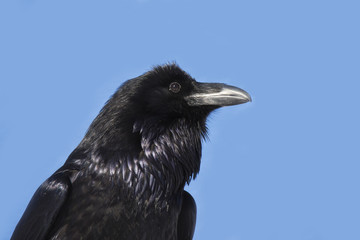 Common Raven portrait