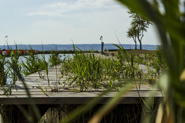 Wooden pier with grass
