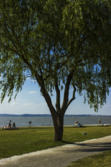 Beautiful tree in sunny day