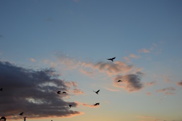 sky with birds