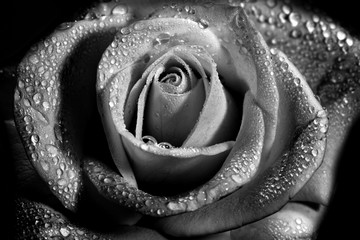 Wet white rose flower monochrome close-up photo with shallow depth of field