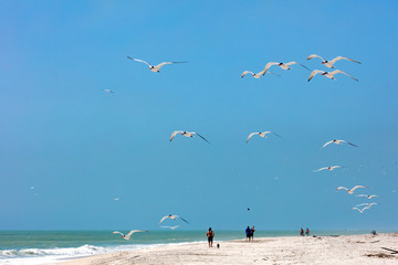 Animals and people in harmony on the beach of Sanibel Island, Florida, USA
