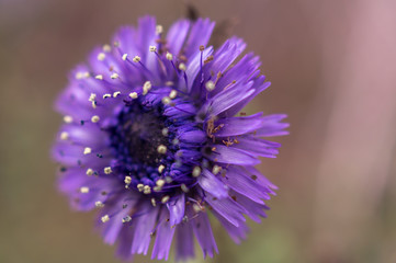 Fototapeta premium Macro flower background