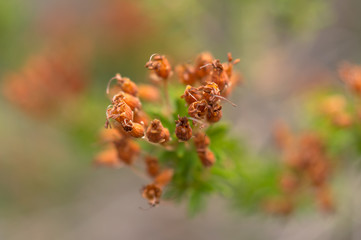Macro flower background