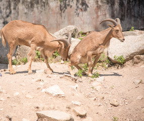barbary sheep