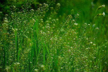 spring green grass for background