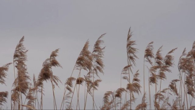 Schilfrohr (Phragmites australis) im Wind