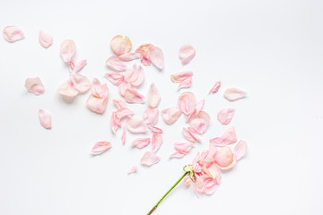 Obraz na płótnie Canvas rose pattern in soft light on white background top view