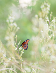 Butterfly - White Background
