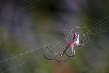 Orchard Spider
