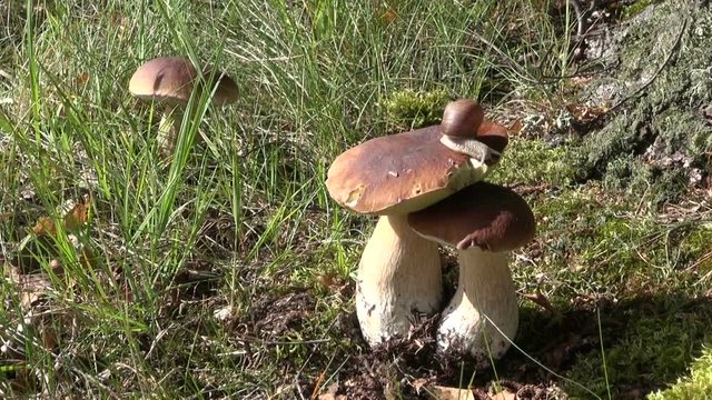 Snail on mushroom fungi boletus in autumn forest