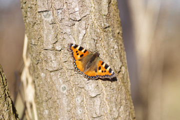 Schmetterling auf einem Baumstamm