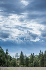 Christmas tree farm with spruce and fir trees. Summer spring landscape over dramatic sky cloud
