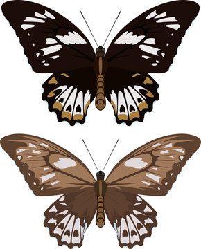 Indonesian vector female birdwings butterflies