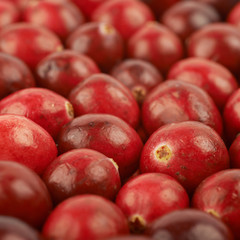 Surface coated with the cranberries