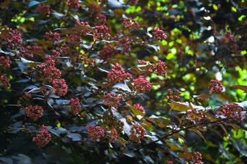 Physocarpus English "Red Baron" (Physocarpus opulifolius)