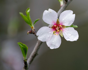 An almond flower in the beginning of the spring
