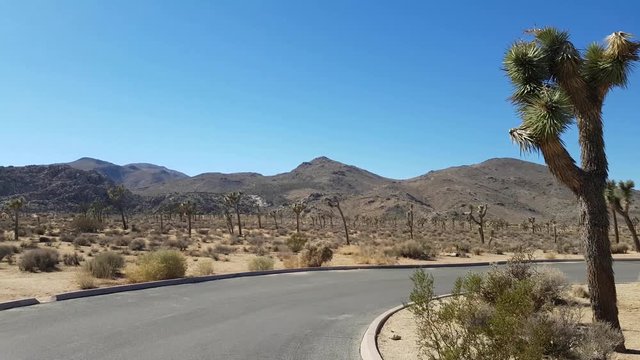 Walking at field full of yucca palms called joshua trees, in Joshua tree national park, in California, United states of america