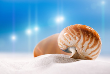 Obraz na płótnie Canvas nautilus shell on white beach sand and blue seascape background