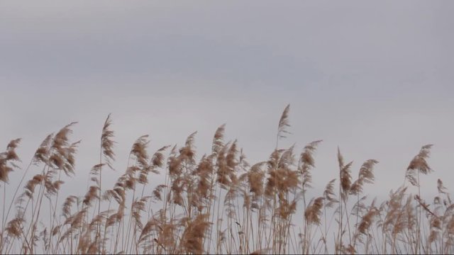 Schilfrohr (Phragmites australis) im Wind
