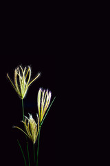 Flower of Swallen Finger grass