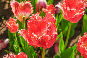 Bright red Tulips (Tulipa). The sort of 