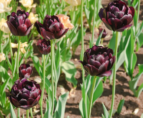 Dark purple terry tulips (Tulipa). Grade "Black Hero"