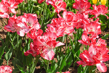 Fototapeta premium Pink with white Terry Tulips (Tulipa). The Sort Of 