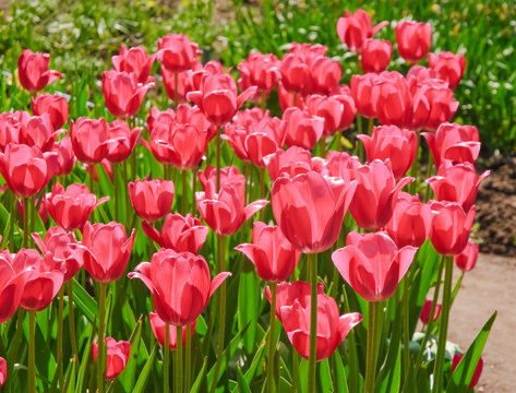 Punch pink Tulips (Tulipa). The Sort Of "Primavera"