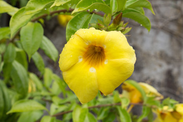 Water drops on yellow flower. Golden trumpet flower. Allamanda cathartica.